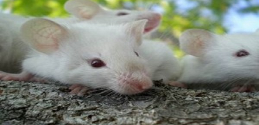 تجارب على الفئران تثبت تحقيق حلم أكسير الشباب عن طريق نقل الدم