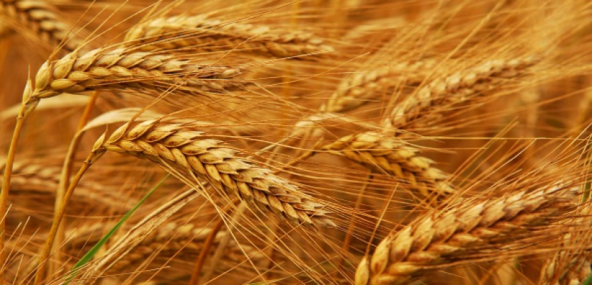 التعبئة والإحصاء: 54.9% متوسط نسبة الاكتفاء الذاتى من القمح خلال 10 سنوات
