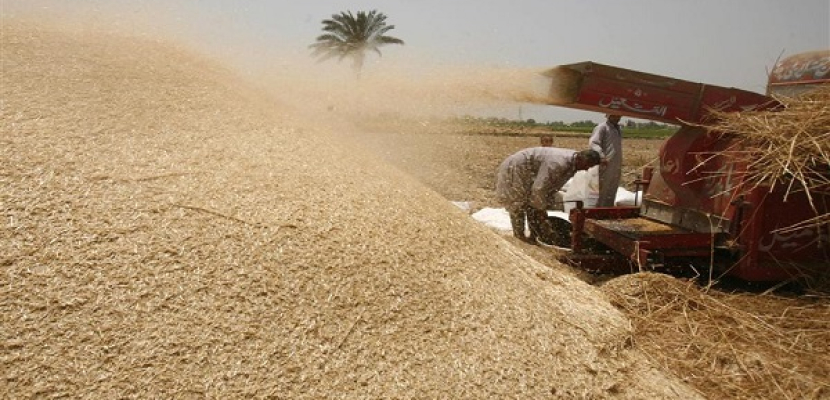 مصر تشتري 240 ألف طن من القمح الفرنسي والروماني