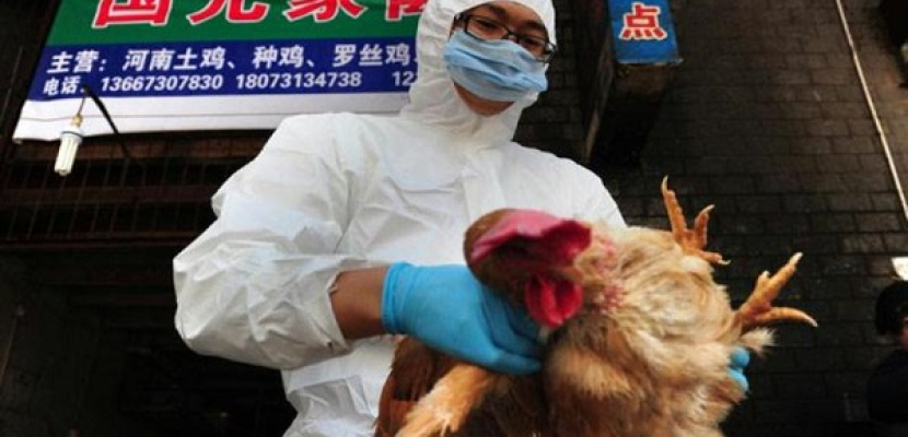 السلطات الهولندية ترصد سلالة “شديدة العدوى” من أنفلونزا الطيور