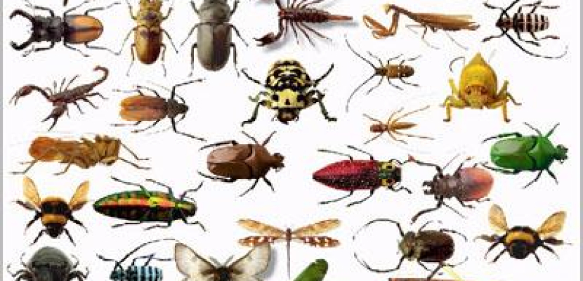 دراسة: واحد من 6 أنواع حشرات معرض للانقراض بسبب تغير المناخ