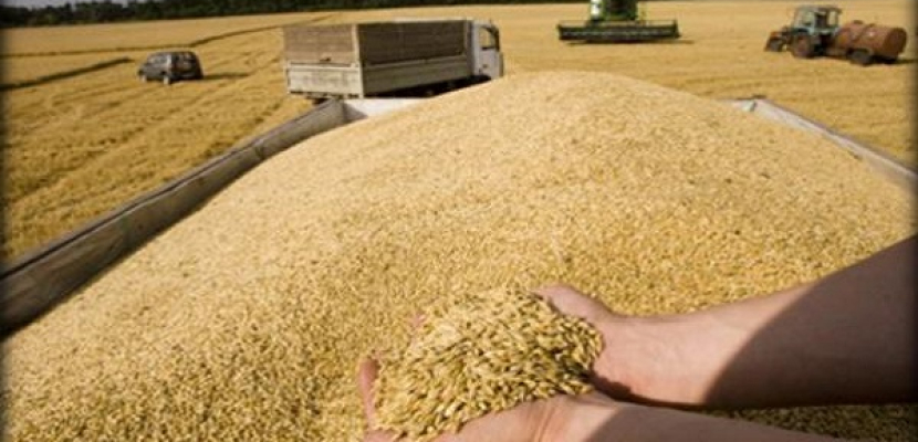مصر تشتري 300 ألف طن من القمح