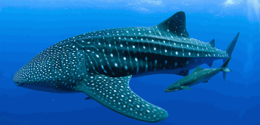 ظهور أول سمكة لـ”قرش الحوت” بشرم الشيخ