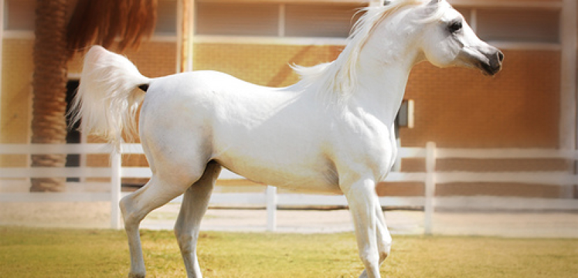 مصر تستضيف البطولة الدولية لمسابقات الجمال في الخيول العربية الأصيلة