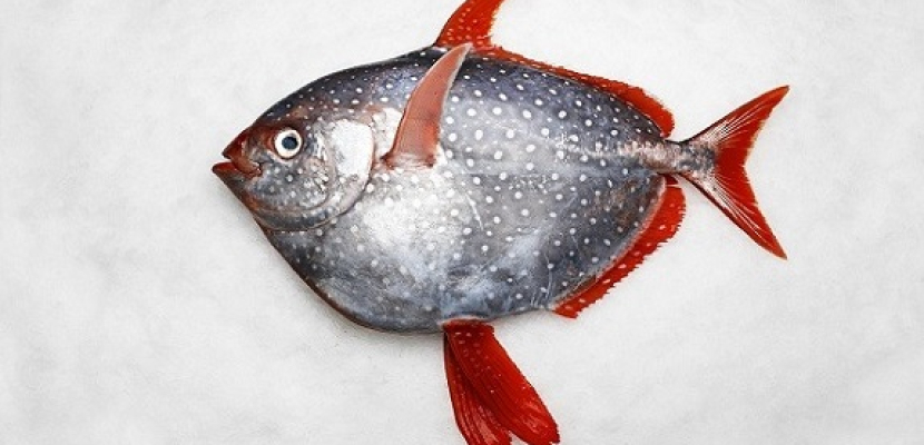 «أوباه» سمكة تعيش فى الأعماق .. ولكنها مثل البشر !!