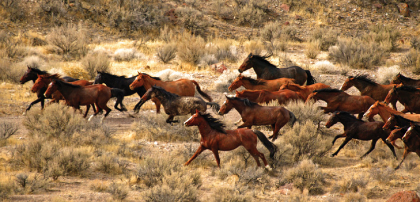 مدافعون عن البيئة يقيمون دعوى قضائية لمنع اريزونا من ملاحقة الخيول البرية