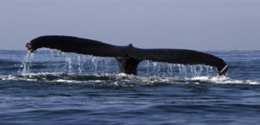 الاستعانة بطائرات بلا طيار لرصد تجمعات الحوت الأحدب