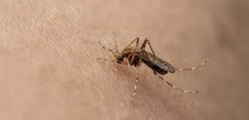 اكتشاف آلية مقاومة لعلاجات مختلفة لمرض الملاريا