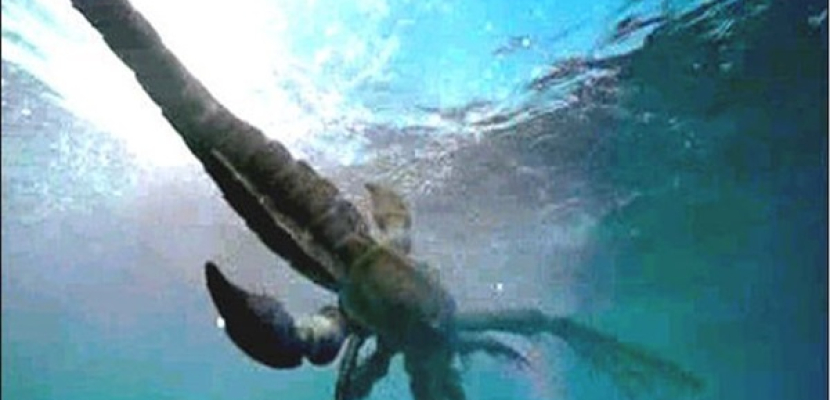 العثور على أقدم وأكبر عقرب مائي في العالم