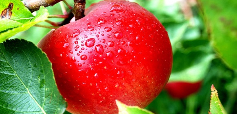 التفاح يحد من الإصابة بأمراض الدم