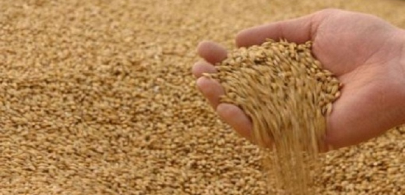 طرح مناقصة لشراء القمح في الفترة من 1 إلى 10 نوفمبر