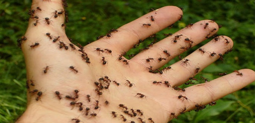 مواطن استرالى يعيش 6 أيام من دون ماء ويأكل النمل فقط !!