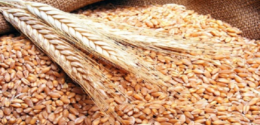 وزير الزراعة: منظومة تسويق القمح تهدف لعدم تسرب الأقماح المستوردة