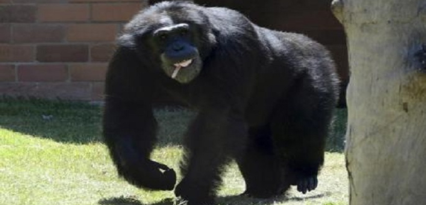قاضية في نيويورك ترفض نظر دعوى لإطلاق سراح الشمبانزي كيكو