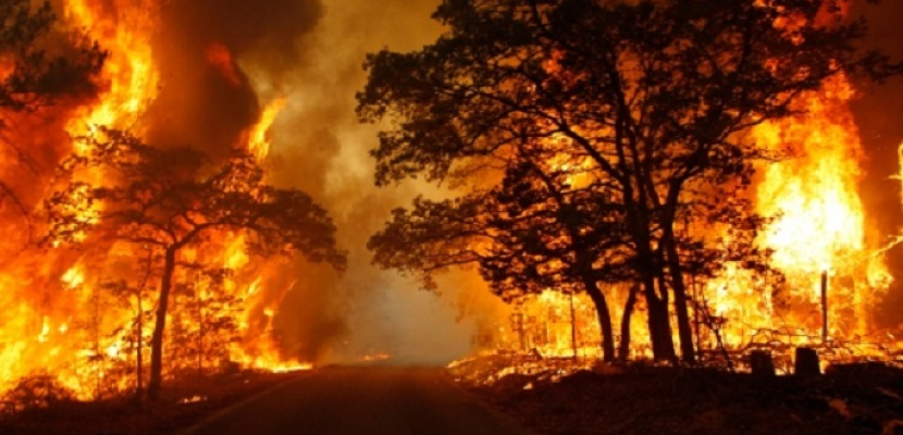 حاكم فلوريدا يعلن حالة الطوارئ بسبب انتشار الحرائق بالولاية