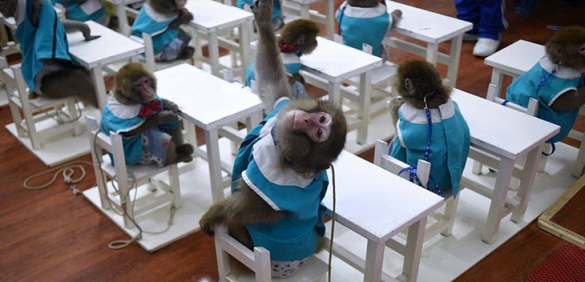 أول مدرسة .. «لتعليم القرود» !!