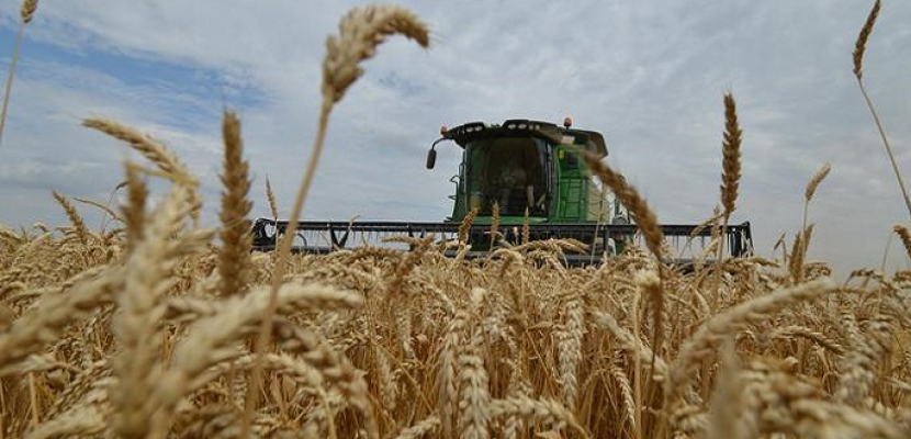 أسعار تصدير القمح الروسي تهبط وسط ارتباك بشأن سياسة الاستيراد المصرية