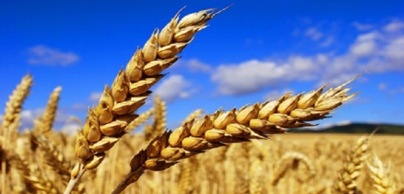 أسعار القمح تهبط إثر وفرة المعروض وشروط صارمة لمصر