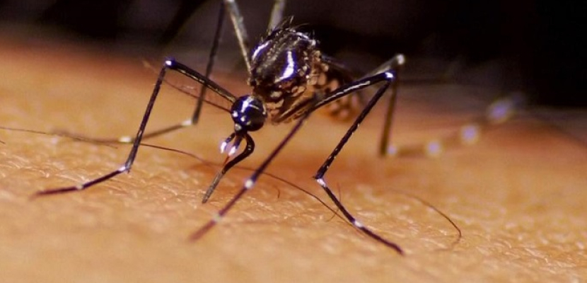 الصين تؤكد اكتشاف أول حالة إصابة بفيروس زيكا