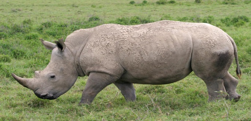 الصيد غير المشروع يهدد وحيد القرن بجنوب افريقيا