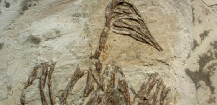 العثور على حفرية لعصفور يرجع إلى ما يقرب من 35 ألف سنة