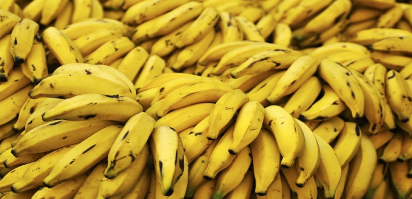ارتفاع أسعار الموز تريند على تويتر بالسعودية.. ومغردون يطالبون بالمقاطعة