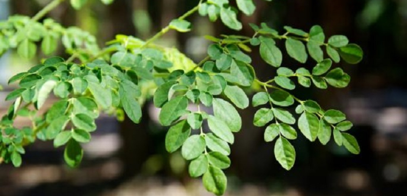 خبير تغذية: زيت شجرة “المورينجا” يفوق في قيمته الغذائية زيت الزيتون