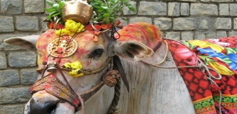 الهند تبحث عن ملكة جمال البقر