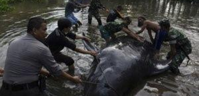عمال إنقاذ يصارعون لإنقاذ حيتان على الشاطئ في إندونيسيا