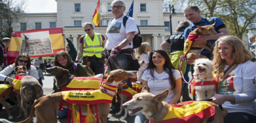 دوغاثون.. مسيرة احتجاج لآلاف الكلاب في إسبانيا