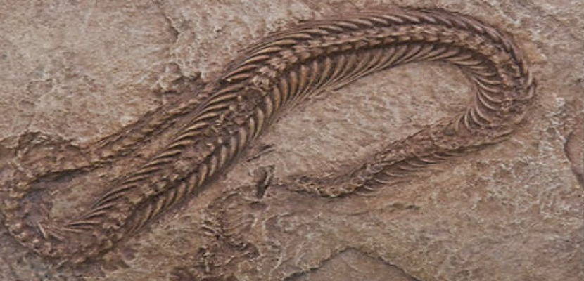علماء كولومبيون يكتشفون أقدم حفرية لزواحف بحرية منقرضة