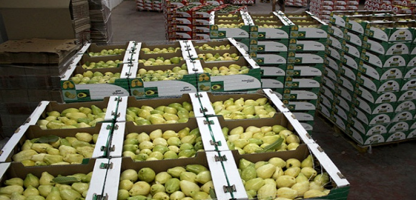 وزارة الزراعة تعلن رفع الحظر البحريني على الجوافة المصرية