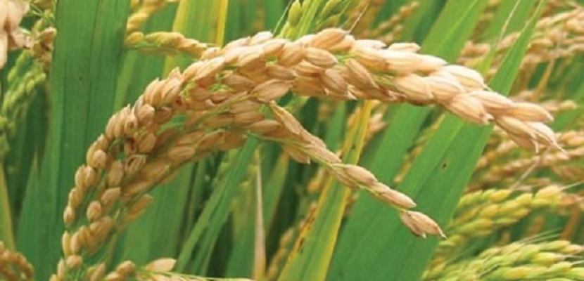 وزير الزراعة يستعرض مع “مركز الأرز الأفريقي” تحسين الإنتاجية