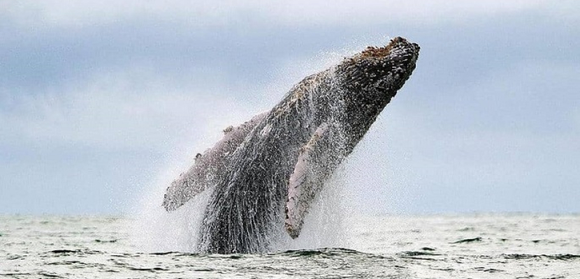 دراسة تكشف الطريقة السرية التى تحمى بها الحيتان صغارها
