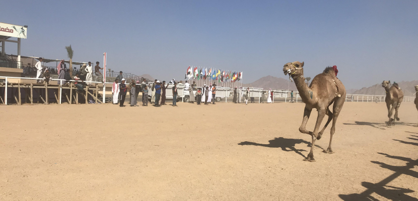 محافظ جنوب سيناء : تنظيم سباقات الهجن بشرم الشيخ ستكون على مدار العام