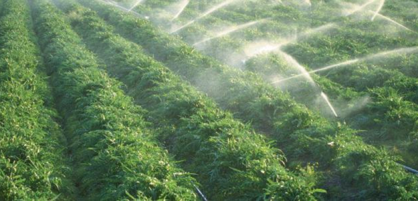 الإحصاء: 13.1% انخفاضًا في كمية المياه المستخدمة في ري المحاصيل الزراعية خلال 2018