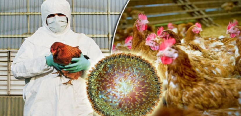 موريتانيا: رفع حالة التأهب بعد تسجيل إصابات بإنفلونزا الطيور لإحدى دول الجوار