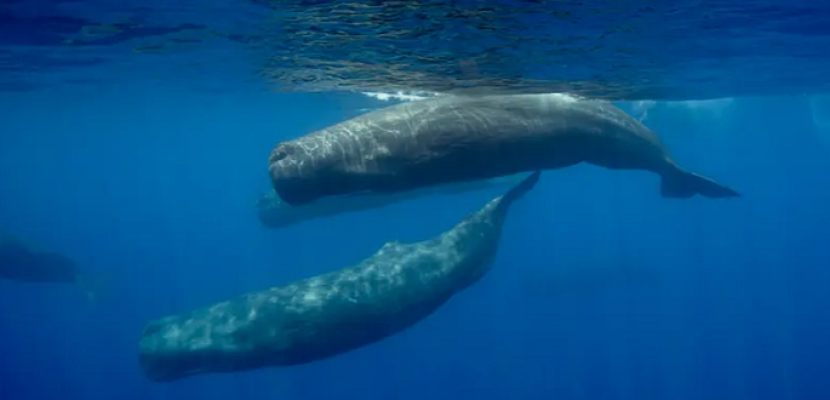 دراسة تكشف طريقة تواصل الحيتان بشكل مشابه للبشر