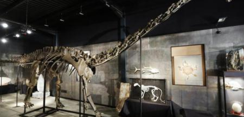 ديناصور ديبلودوكس نادر يباع في مزاد مقابل 650 ألف دولار