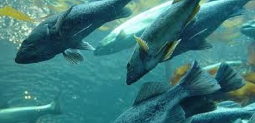 النرويج: 60 يورو ثمن القبض على سمكة هاربة