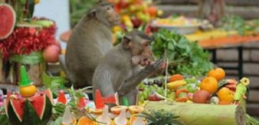 القرود لتنشط السياحة بتايلاند !