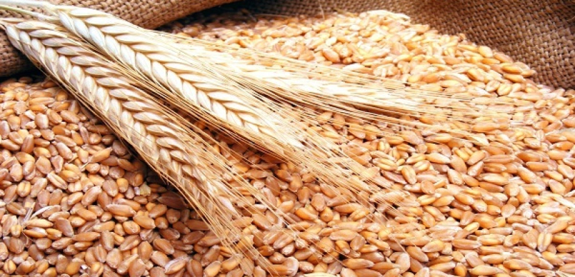 خفض مصر مستوى الرطوبة لواردات القمح يشكل ضربة للصادرات الفرنسية