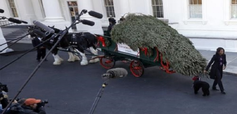 شجرة الكريسماس تصل البيت الأبيض على عربة تجرها خيول