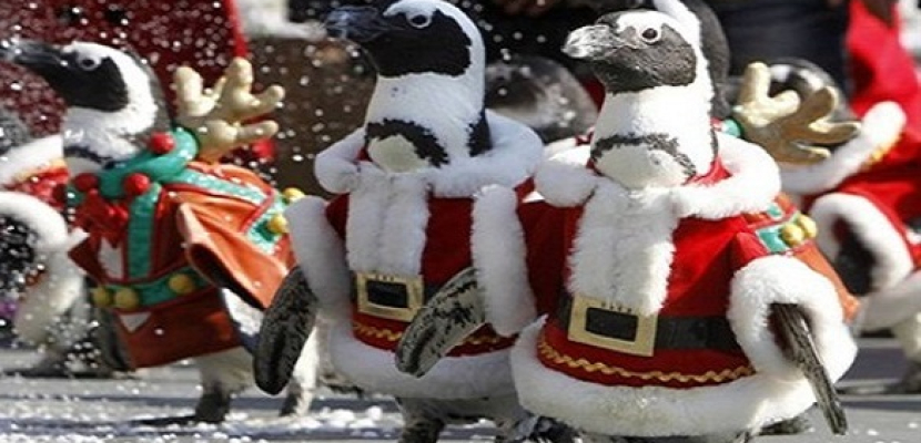 البطاريق بملابس بابا نويل في كوريا للاحتفال بالكريسماس