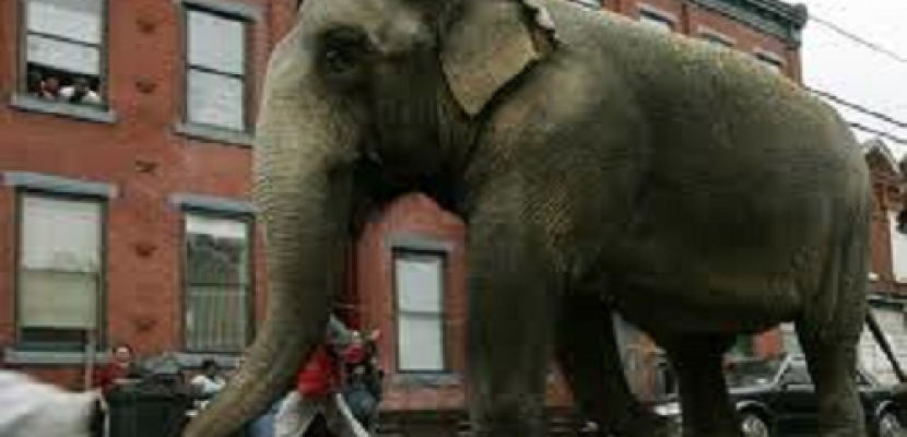 فيلٌ يجوب شوارع العاصمة الإيطالية روما
