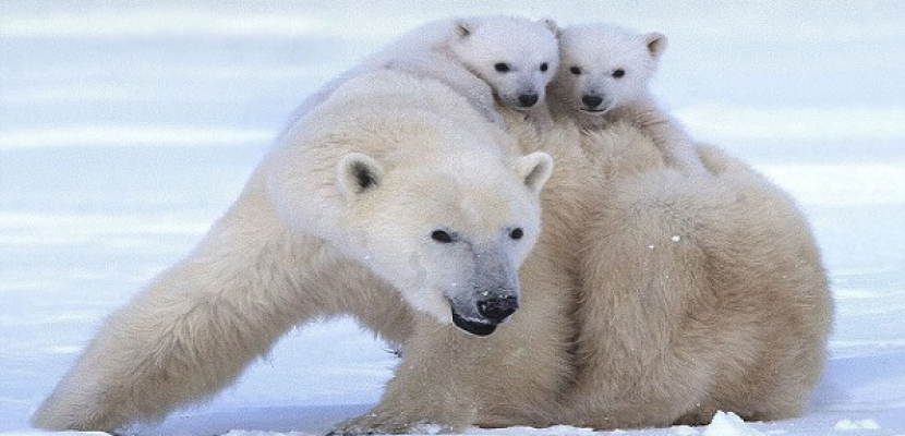القطب الشمالي بانتظار ميلاد 5 الآف دب قطبي بالعام الجديد