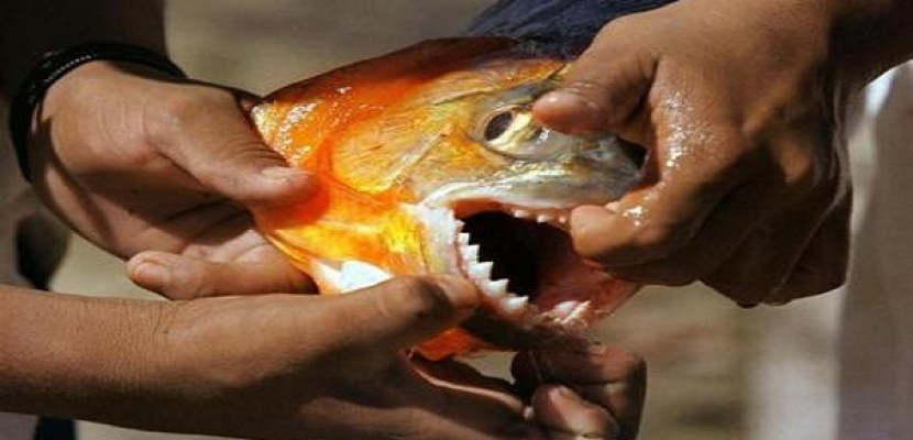 أسماك قارضة تهاجم أكثر من 70 شخصا في الأرجنتين