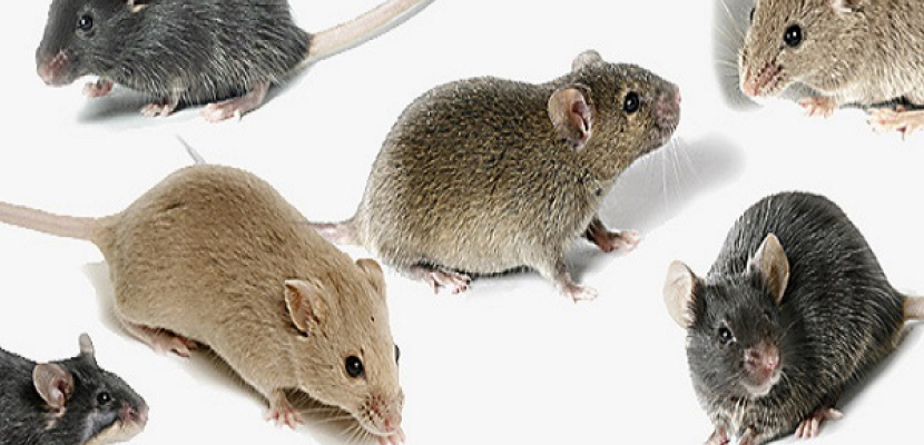 علماء يحصنون الفئران ضد البدانة