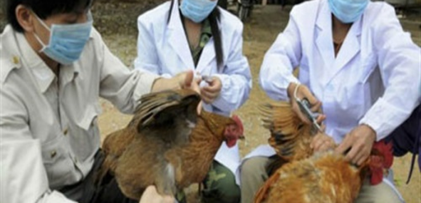 هونج كونج تسجل ظهور أول حالة مميتة لأنفلونزا الطيور