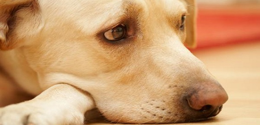 كلب يعتصر قلبه الحزن في وداع صديقه الذي دهسته سيارة